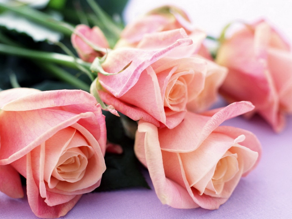 Das Pink Roses Bouquet Wallpaper 1024x768