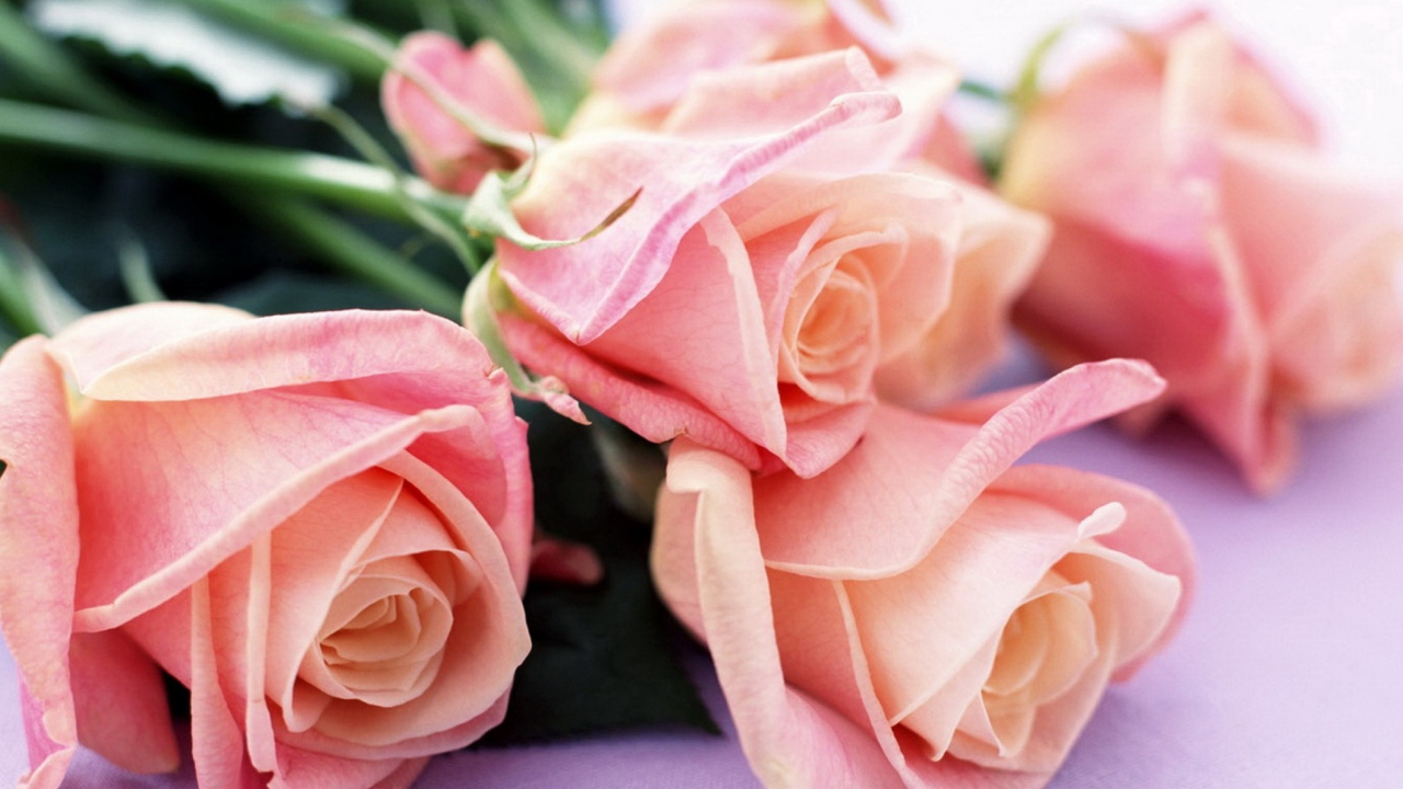Fondo de pantalla Pink Roses Bouquet 1280x720
