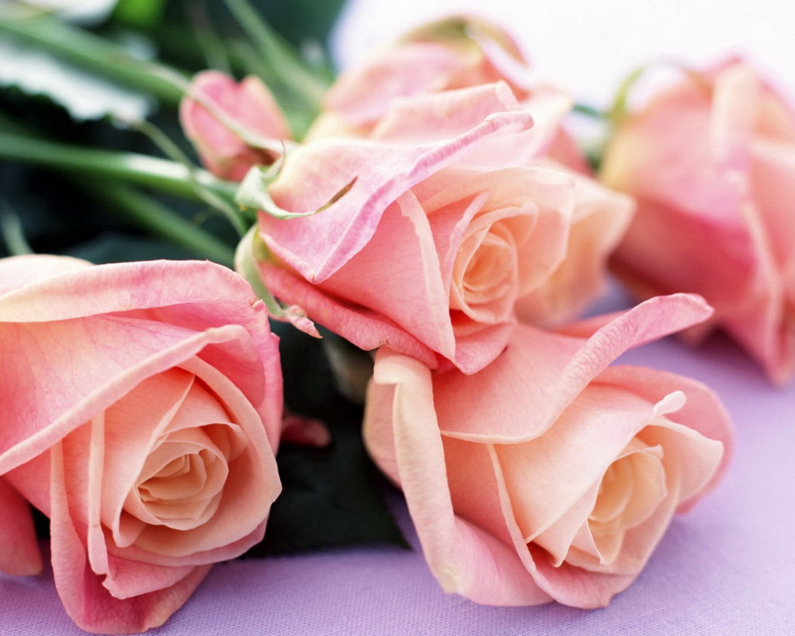 Fondo de pantalla Pink Roses Bouquet 1600x1280