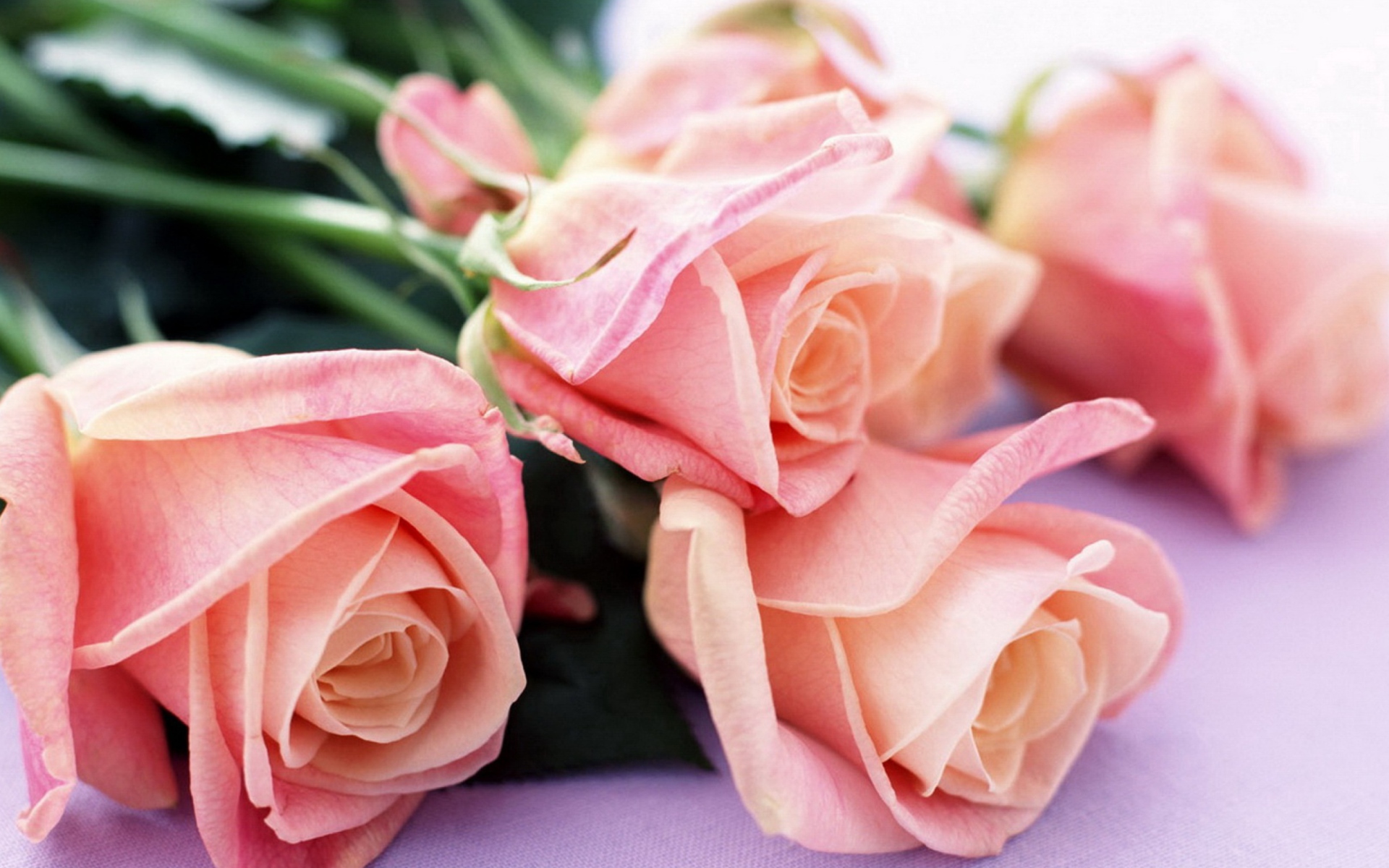 Обои Pink Roses Bouquet 1920x1200