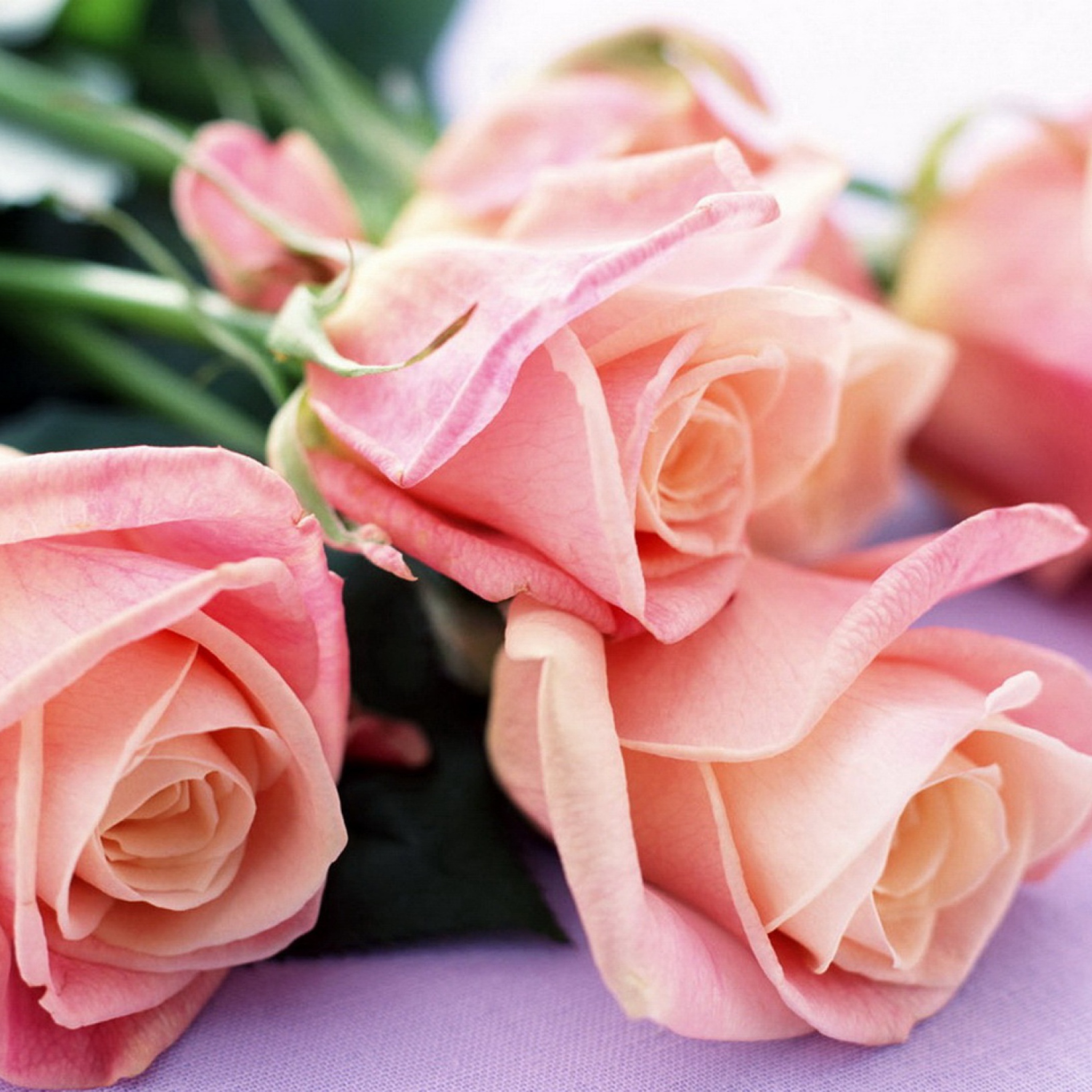Das Pink Roses Bouquet Wallpaper 2048x2048