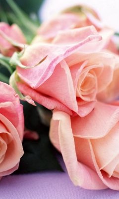 Обои Pink Roses Bouquet 240x400