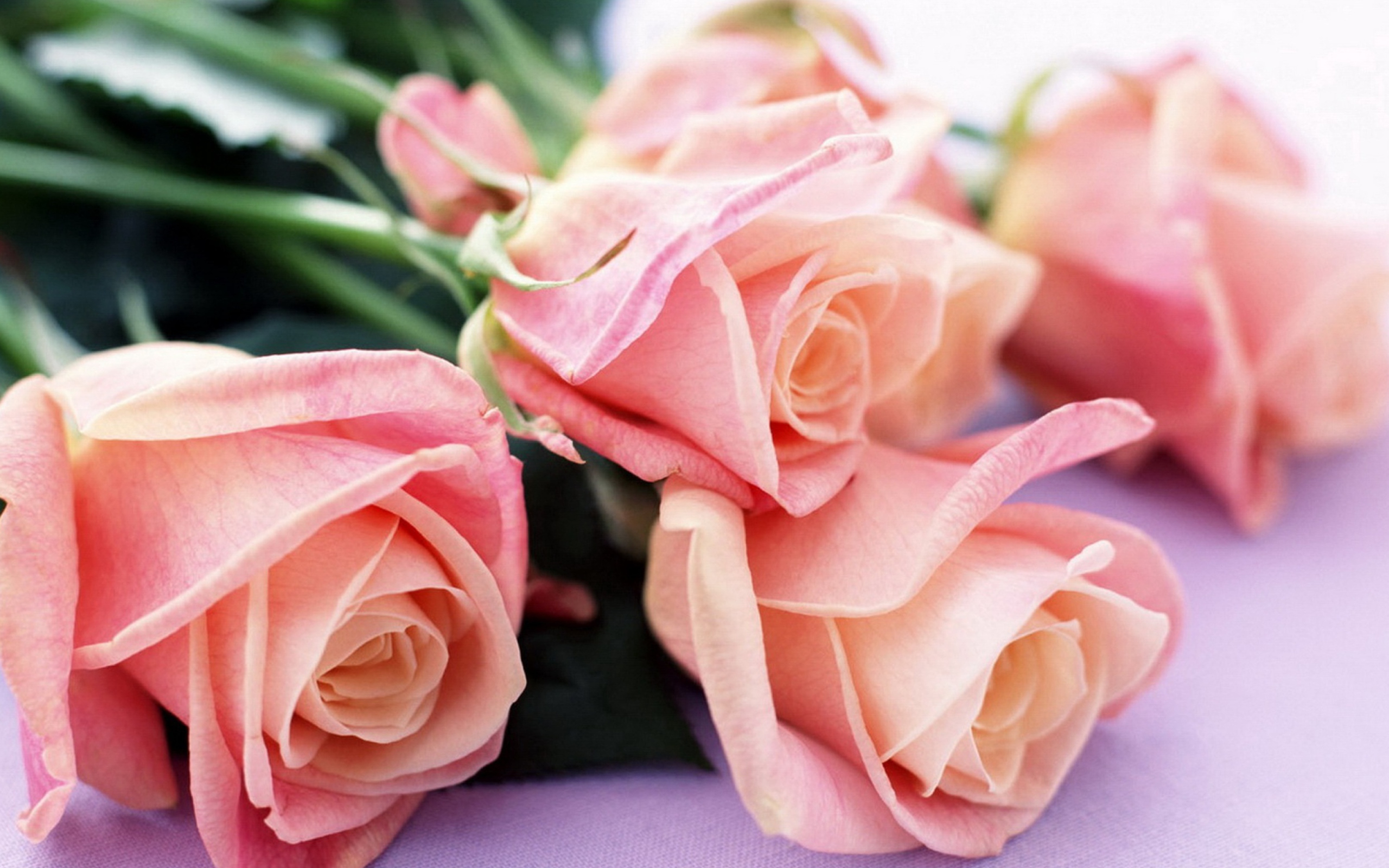 Pink Roses Bouquet screenshot #1 2560x1600