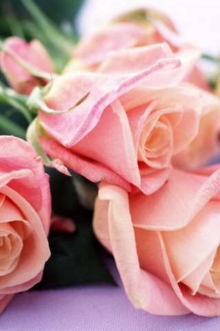 Das Pink Roses Bouquet Wallpaper 320x480