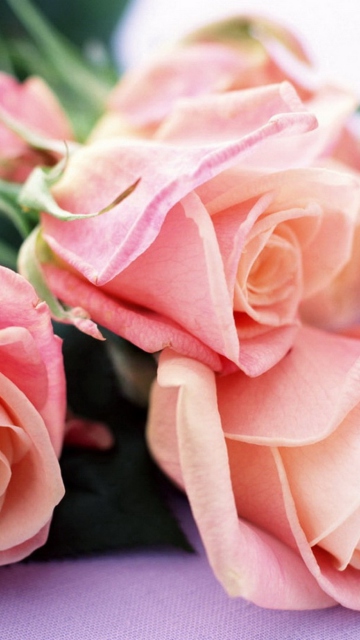 Fondo de pantalla Pink Roses Bouquet 360x640