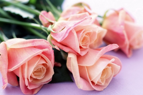 Обои Pink Roses Bouquet 480x320