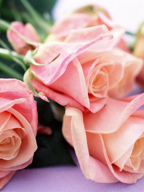 Das Pink Roses Bouquet Wallpaper 480x640