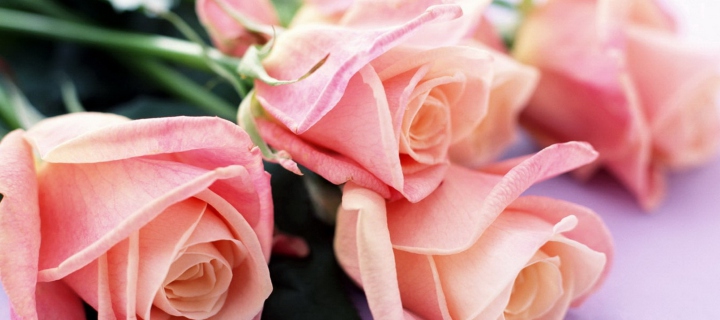 Screenshot №1 pro téma Pink Roses Bouquet 720x320