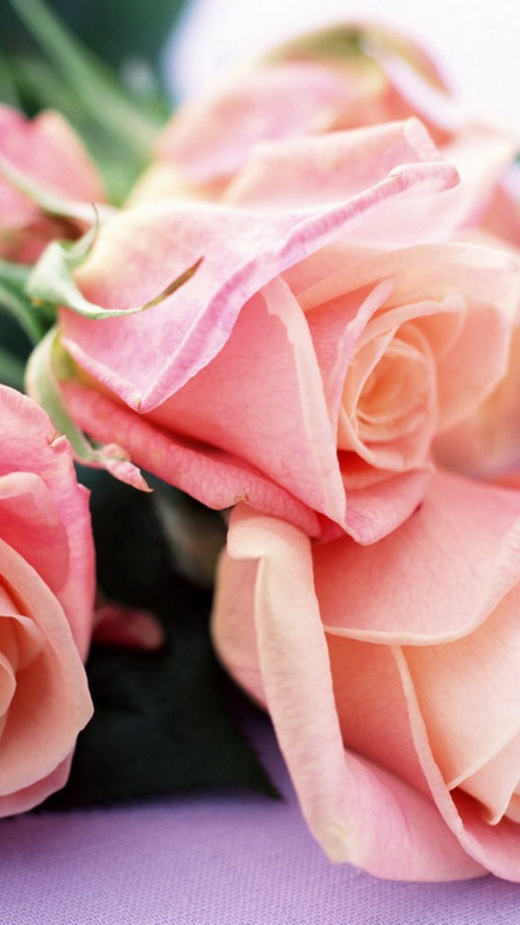 Fondo de pantalla Pink Roses Bouquet 750x1334