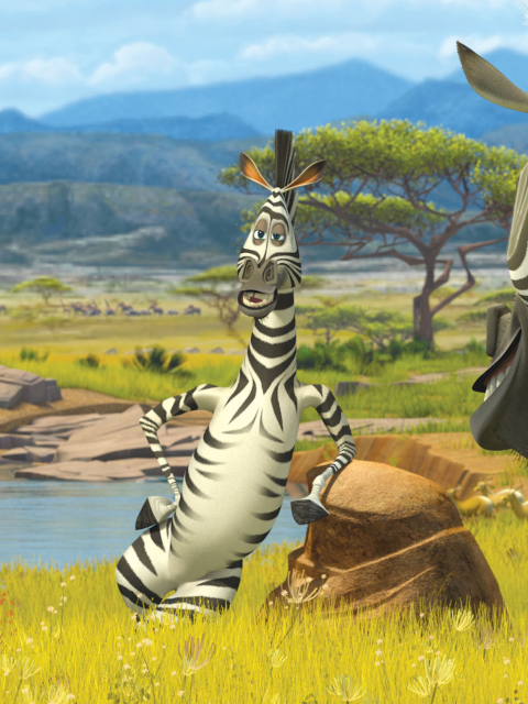 Zebra From Madagascar wallpaper 480x640