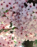 Nice Pink Flowers screenshot #1 128x160
