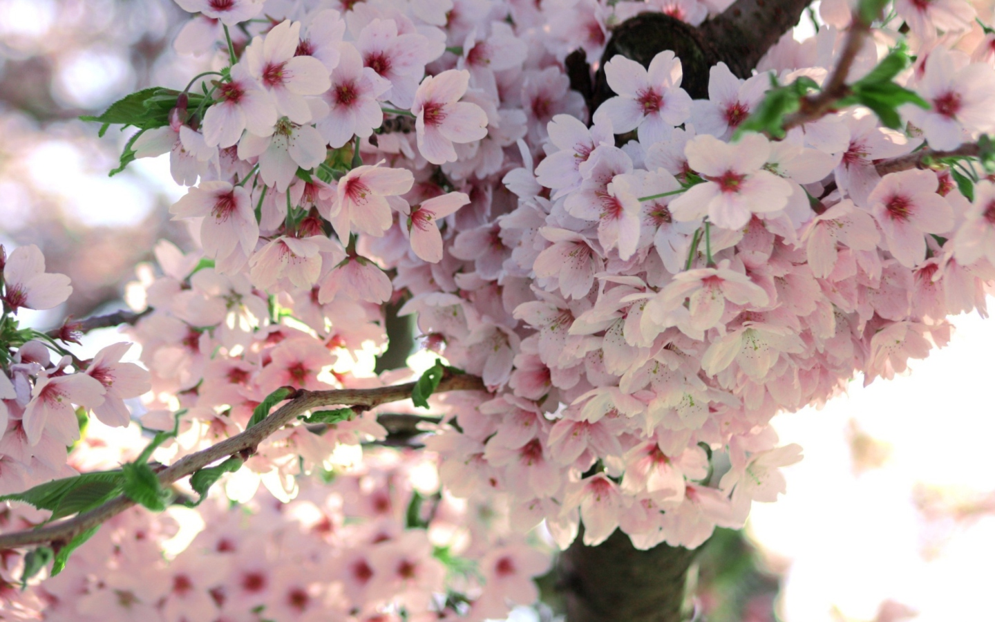 Nice Pink Flowers screenshot #1 1440x900