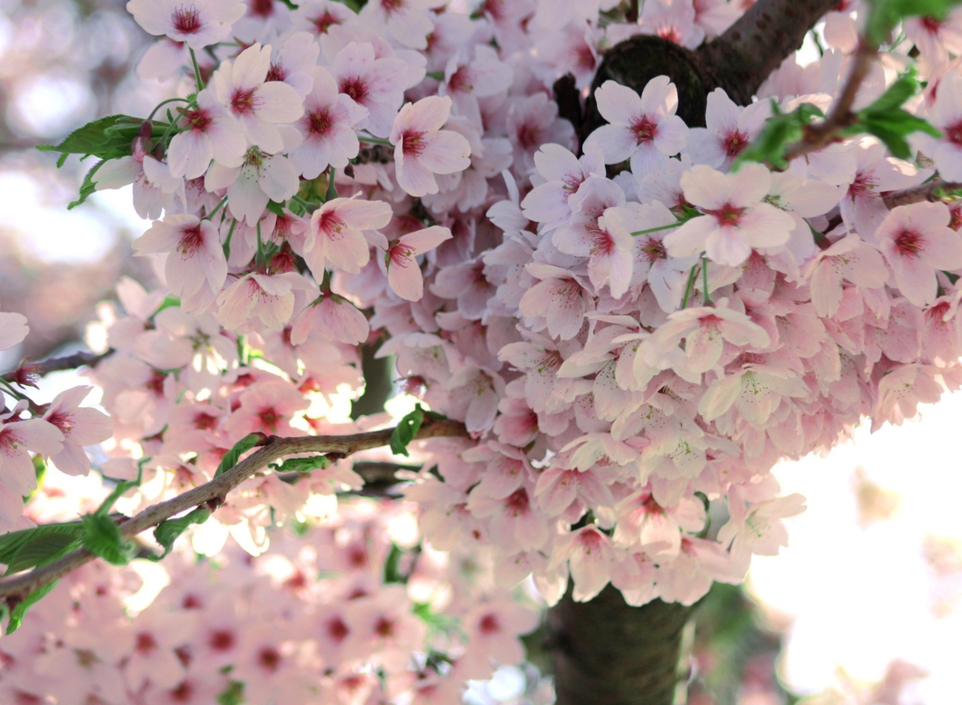 Nice Pink Flowers screenshot #1 1920x1408