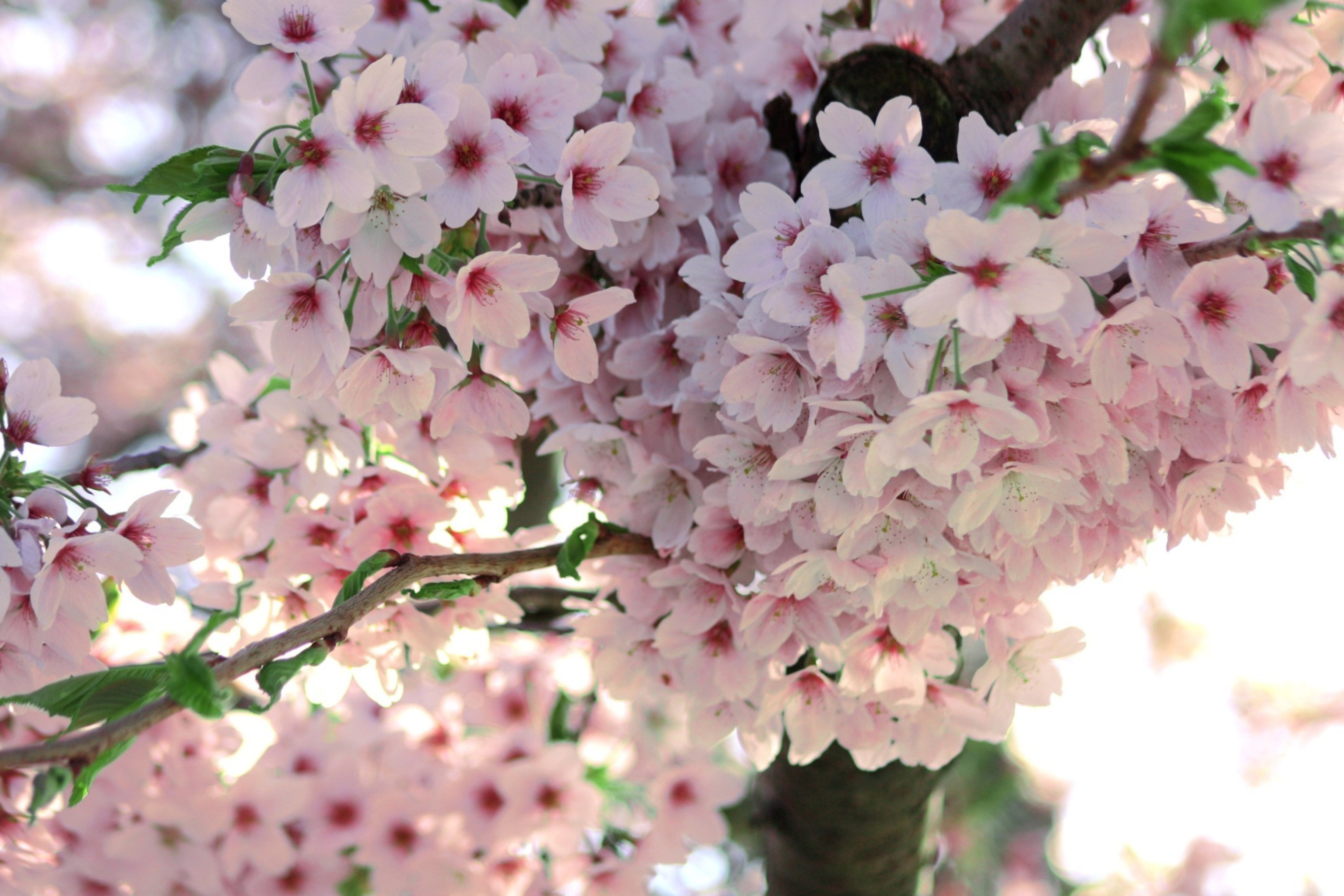 Fondo de pantalla Nice Pink Flowers 2880x1920