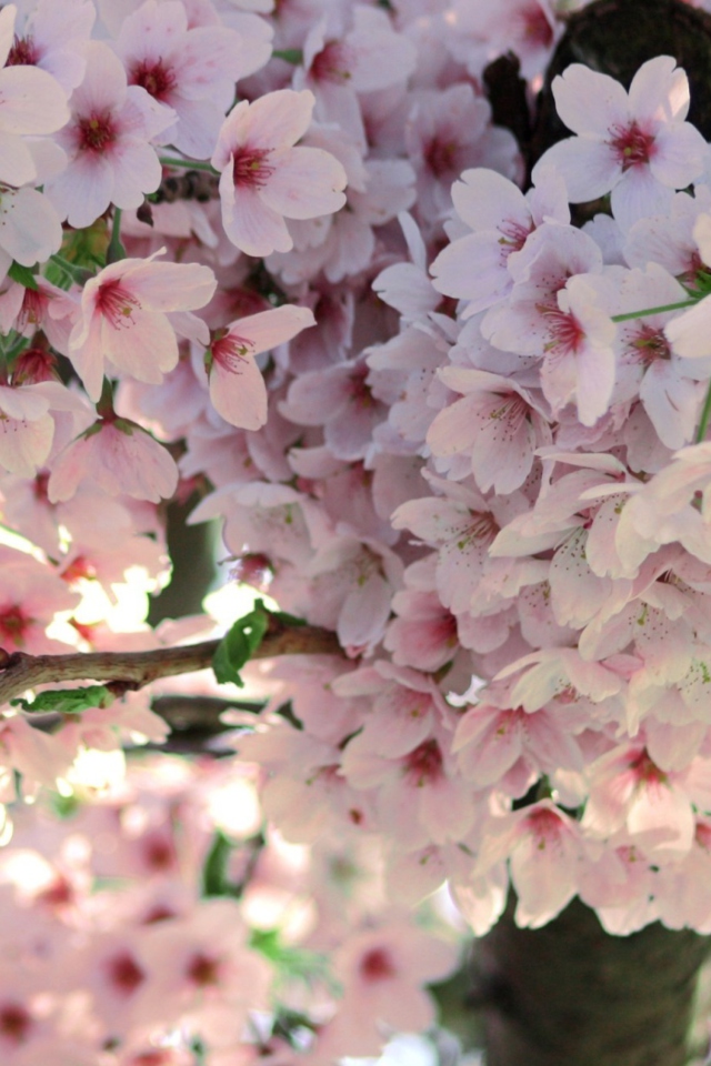 Fondo de pantalla Nice Pink Flowers 640x960