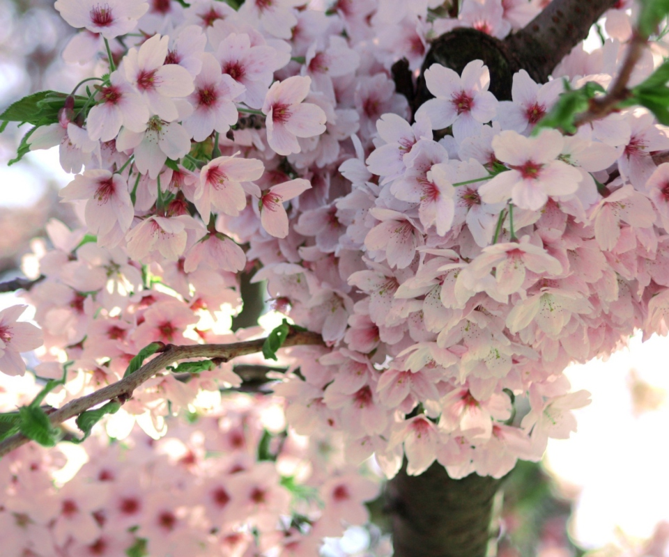 Nice Pink Flowers screenshot #1 960x800