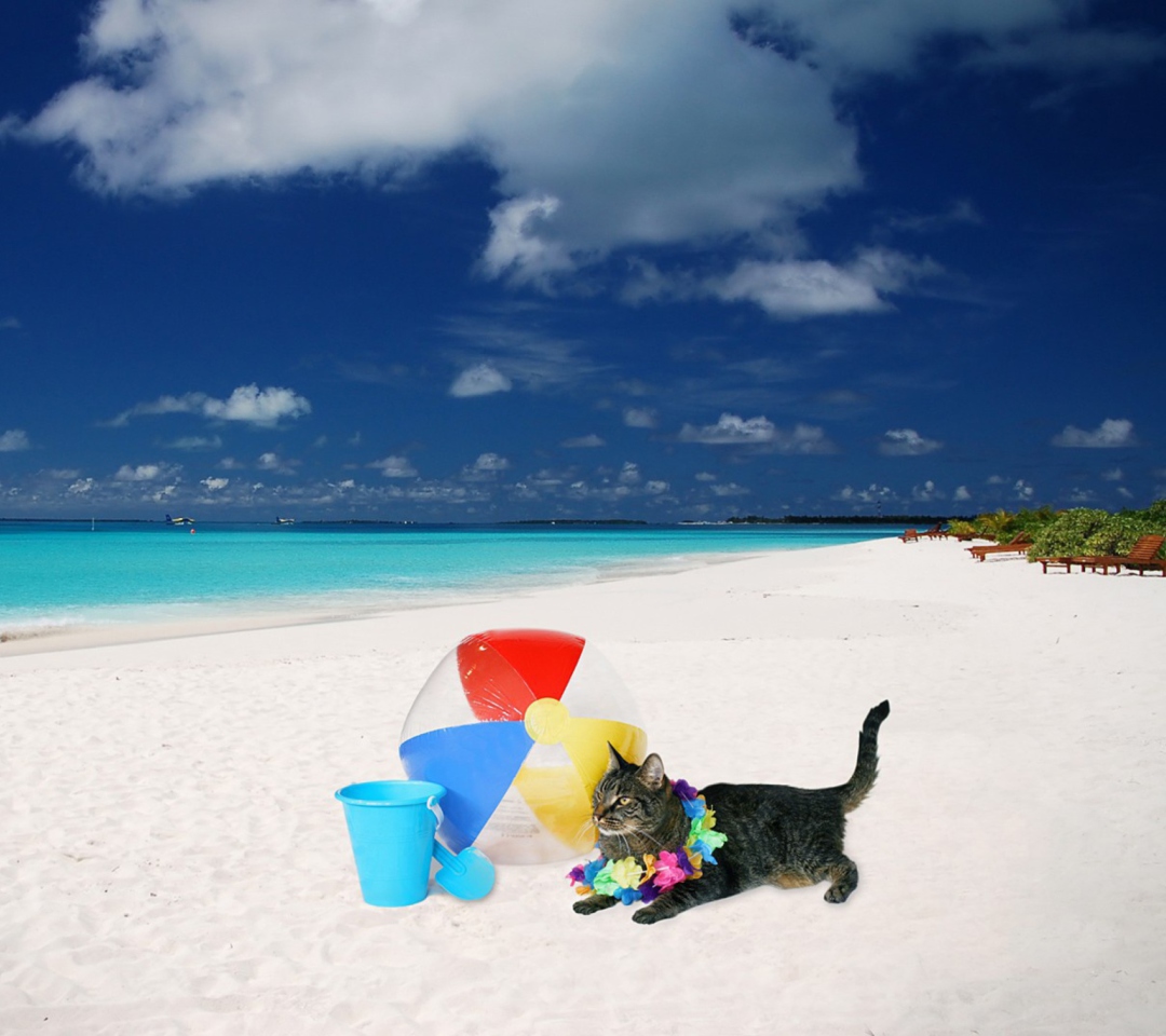 Das Cat On The Beach Wallpaper 1080x960