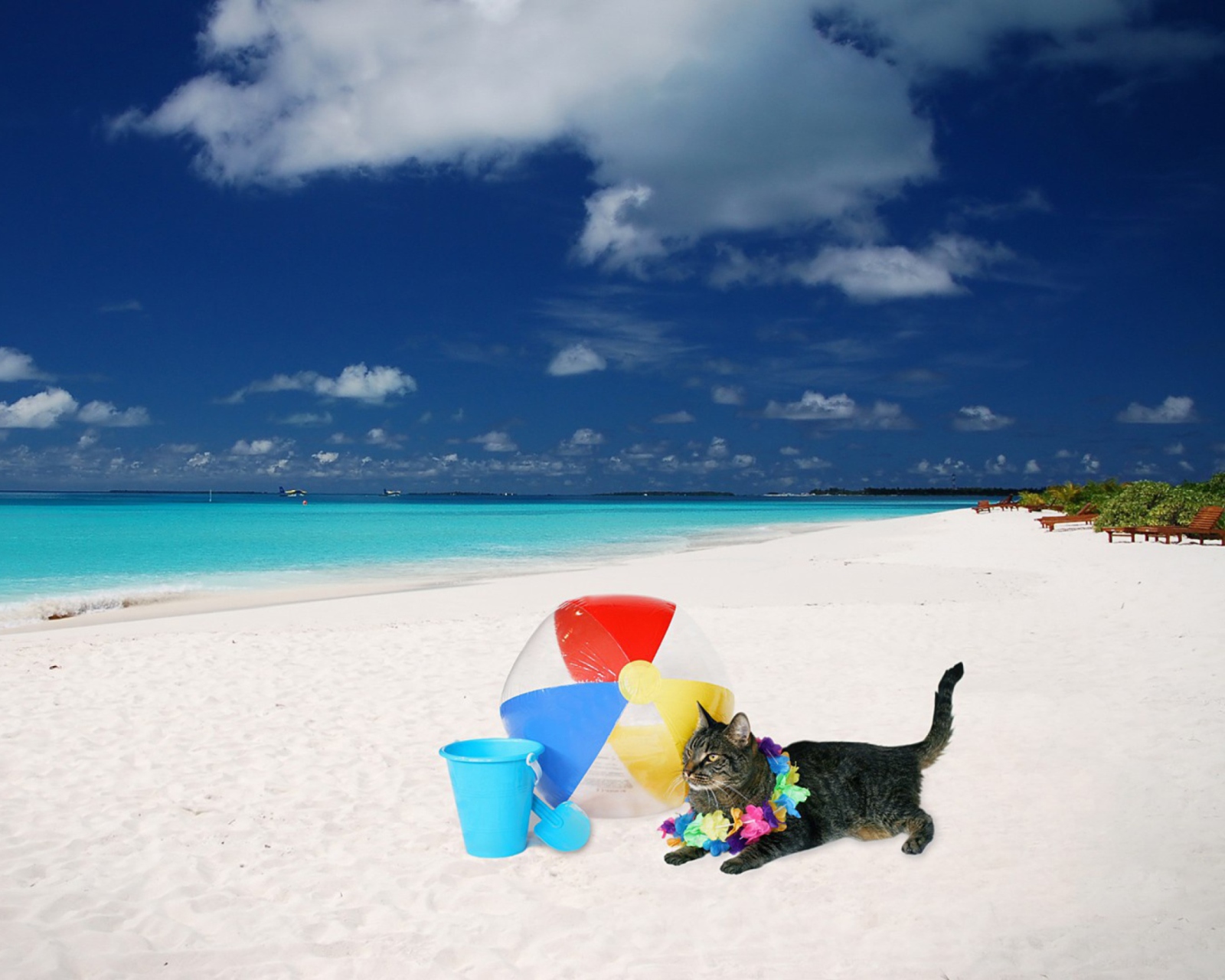 Sfondi Cat On The Beach 1600x1280