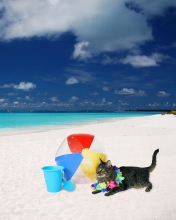 Fondo de pantalla Cat On The Beach 176x220