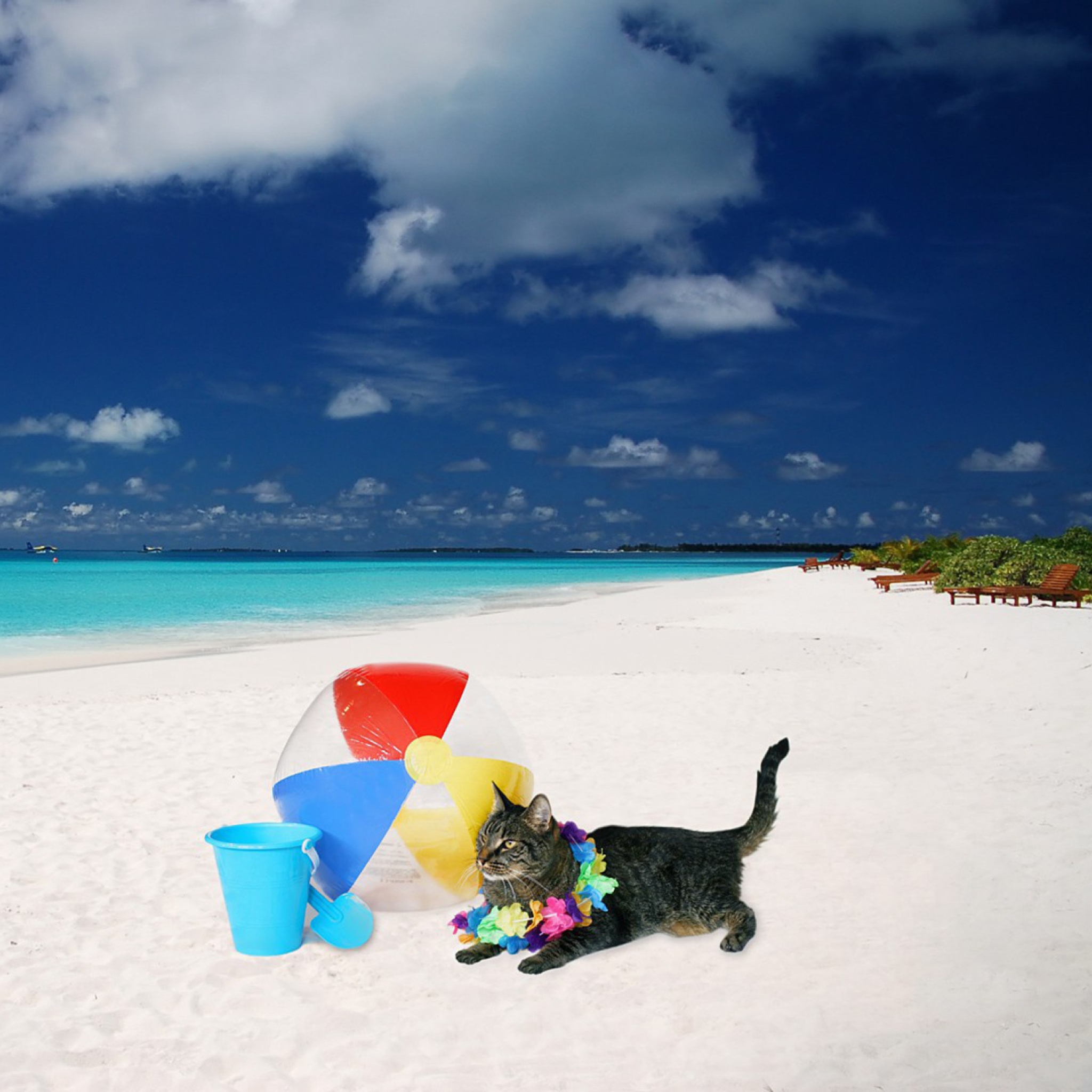 Screenshot №1 pro téma Cat On The Beach 2048x2048