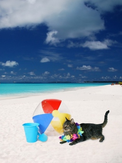 Cat On The Beach screenshot #1 240x320
