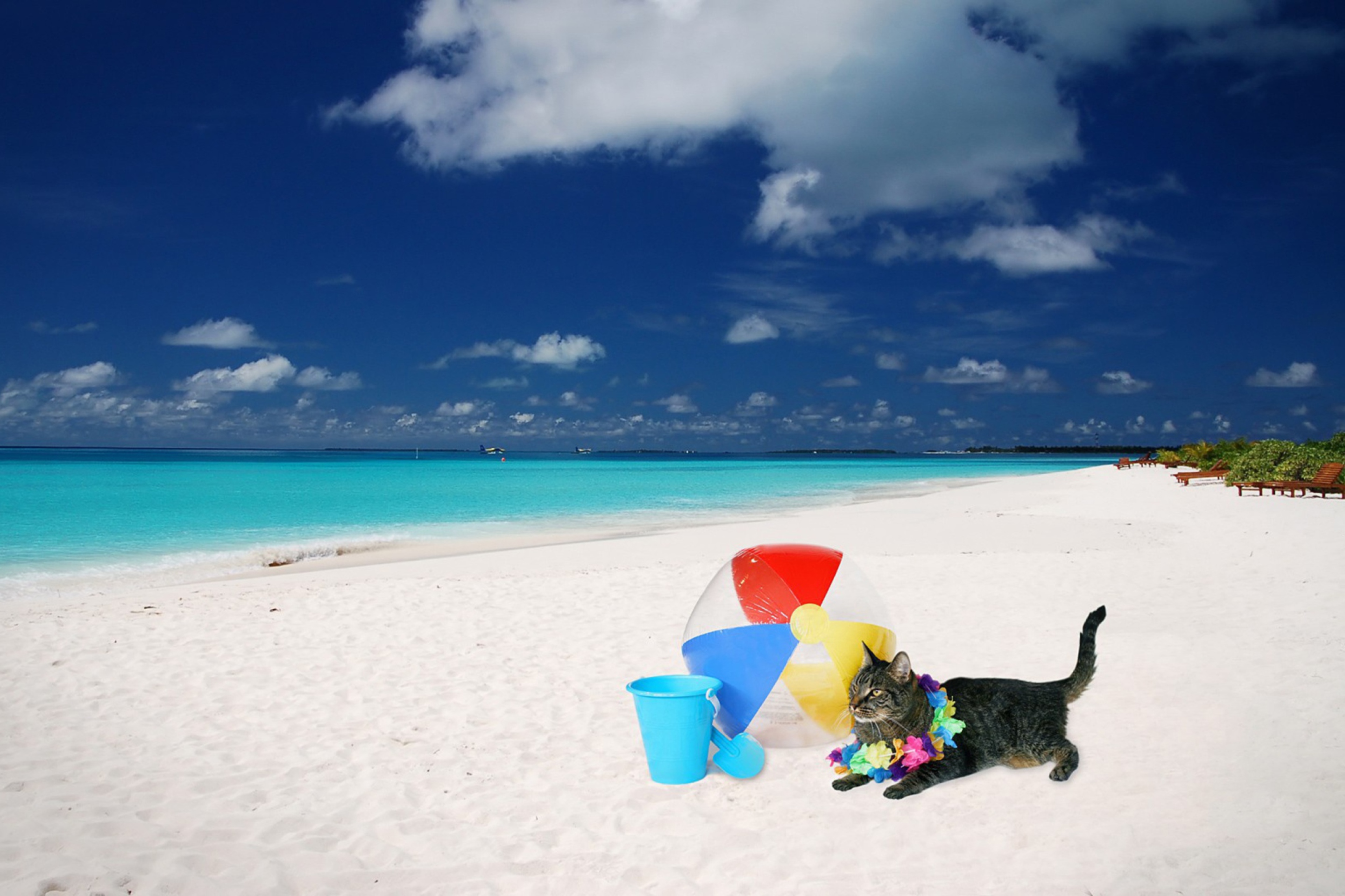 Cat On The Beach screenshot #1 2880x1920