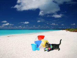 Обои Cat On The Beach 320x240