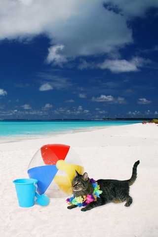 Fondo de pantalla Cat On The Beach 320x480