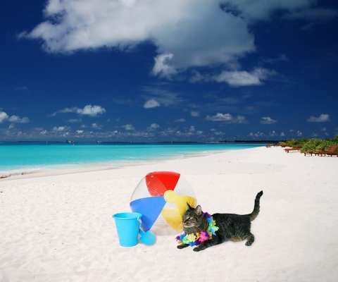 Screenshot №1 pro téma Cat On The Beach 480x400