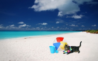 Cat On The Beach - Obrázkek zdarma pro Samsung Galaxy Nexus