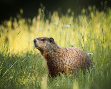 Sfondi Marmot 220x176