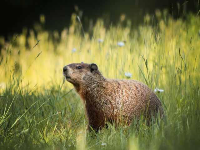 Das Marmot Wallpaper 640x480