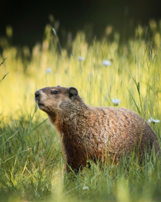 Kostenloses Marmot Wallpaper für 240x320