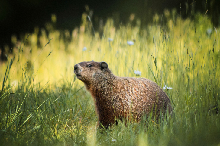 Обои Marmot