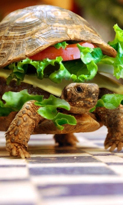 Das Turtle Burger Wallpaper 240x400