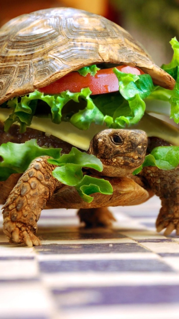 Обои Turtle Burger 360x640