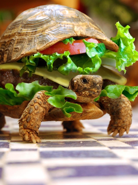 Turtle Burger wallpaper 480x640