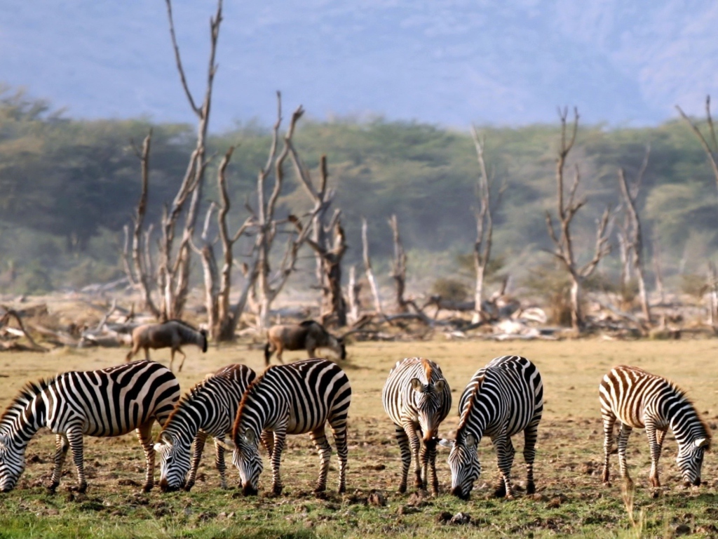 Обои Grazing Zebras 1024x768