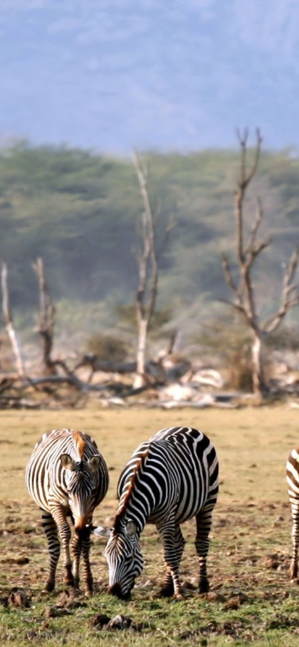 Обои Grazing Zebras 1170x2532