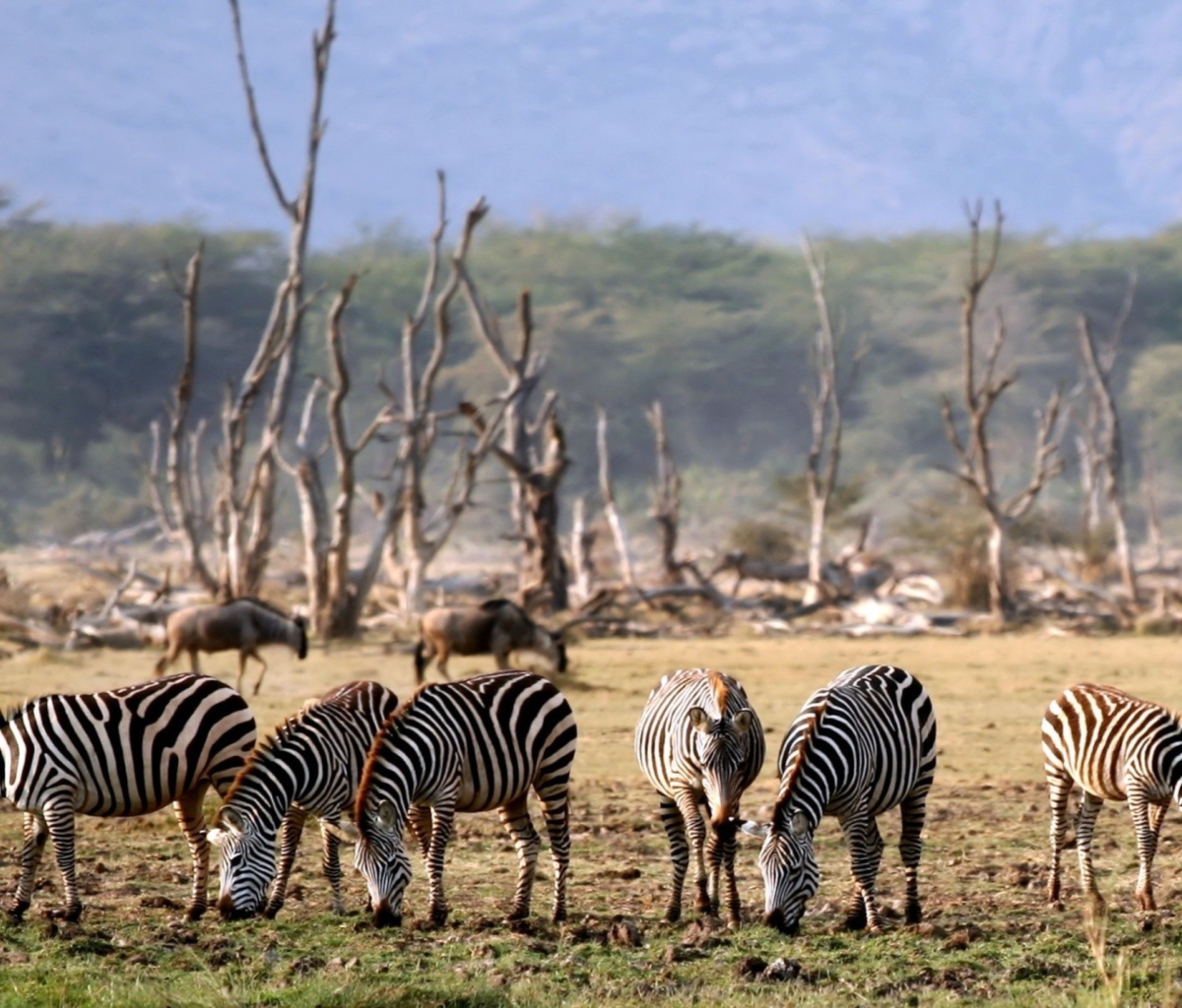 Fondo de pantalla Grazing Zebras 1200x1024