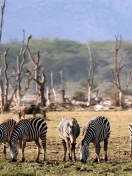 Grazing Zebras wallpaper 132x176