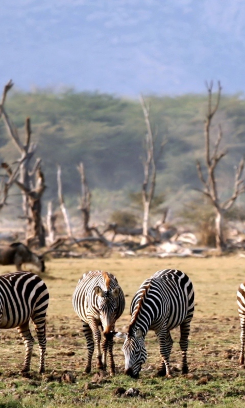 Grazing Zebras wallpaper 480x800