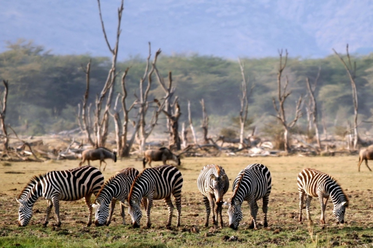 Sfondi Grazing Zebras