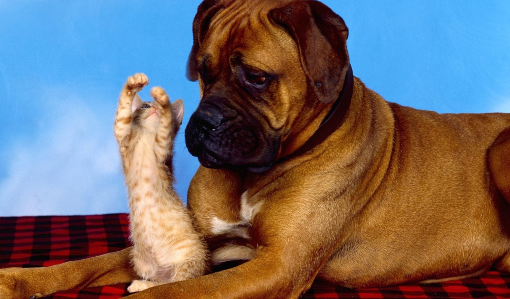 Dog And Cat wallpaper 1024x600