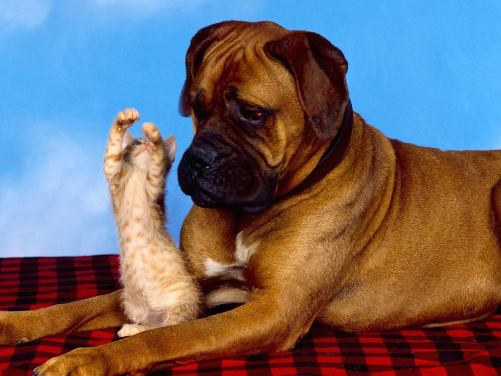 Dog And Cat wallpaper 1024x768