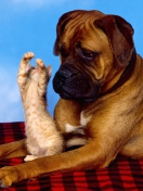 Dog And Cat wallpaper 132x176