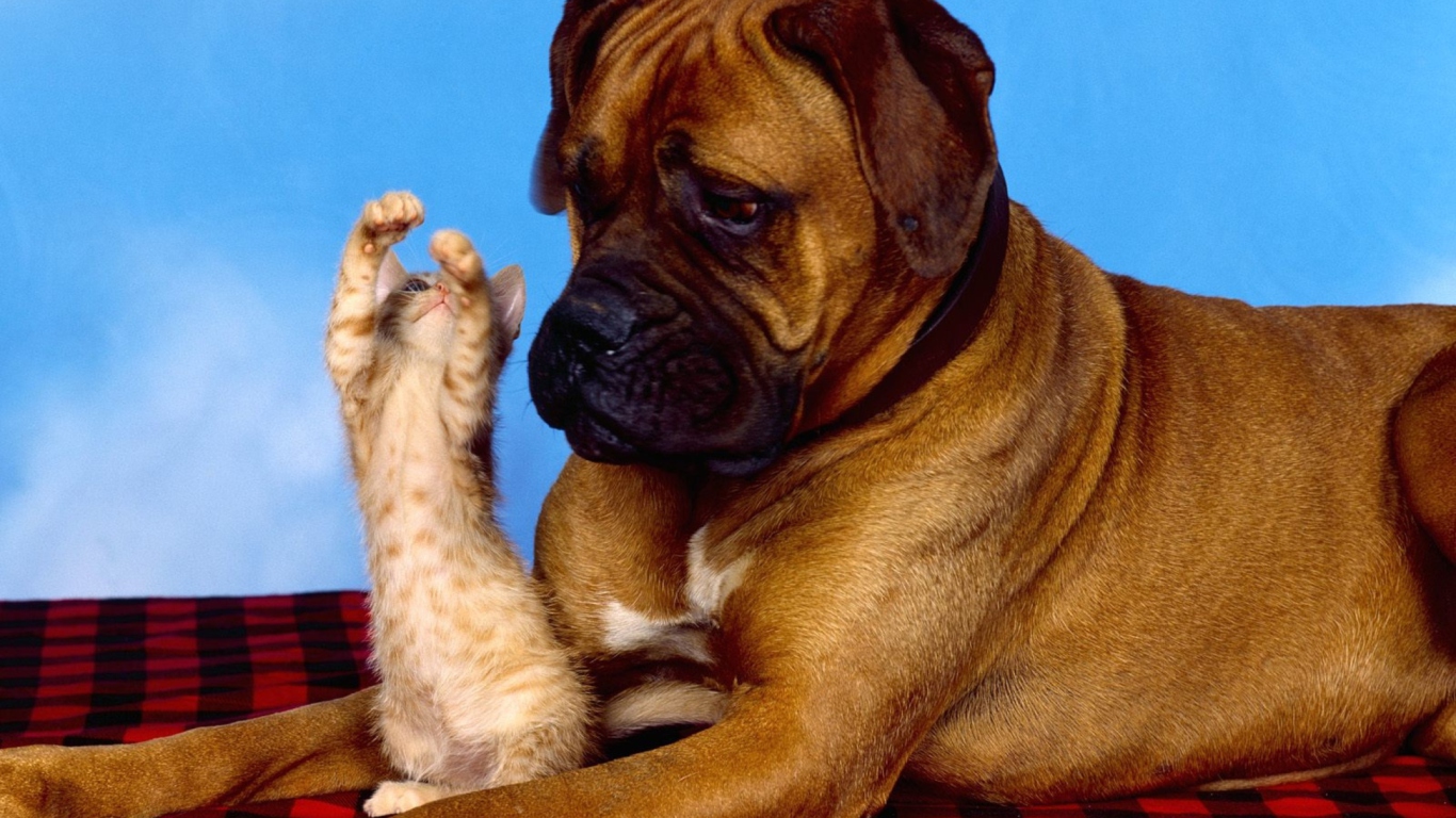 Dog And Cat wallpaper 1366x768