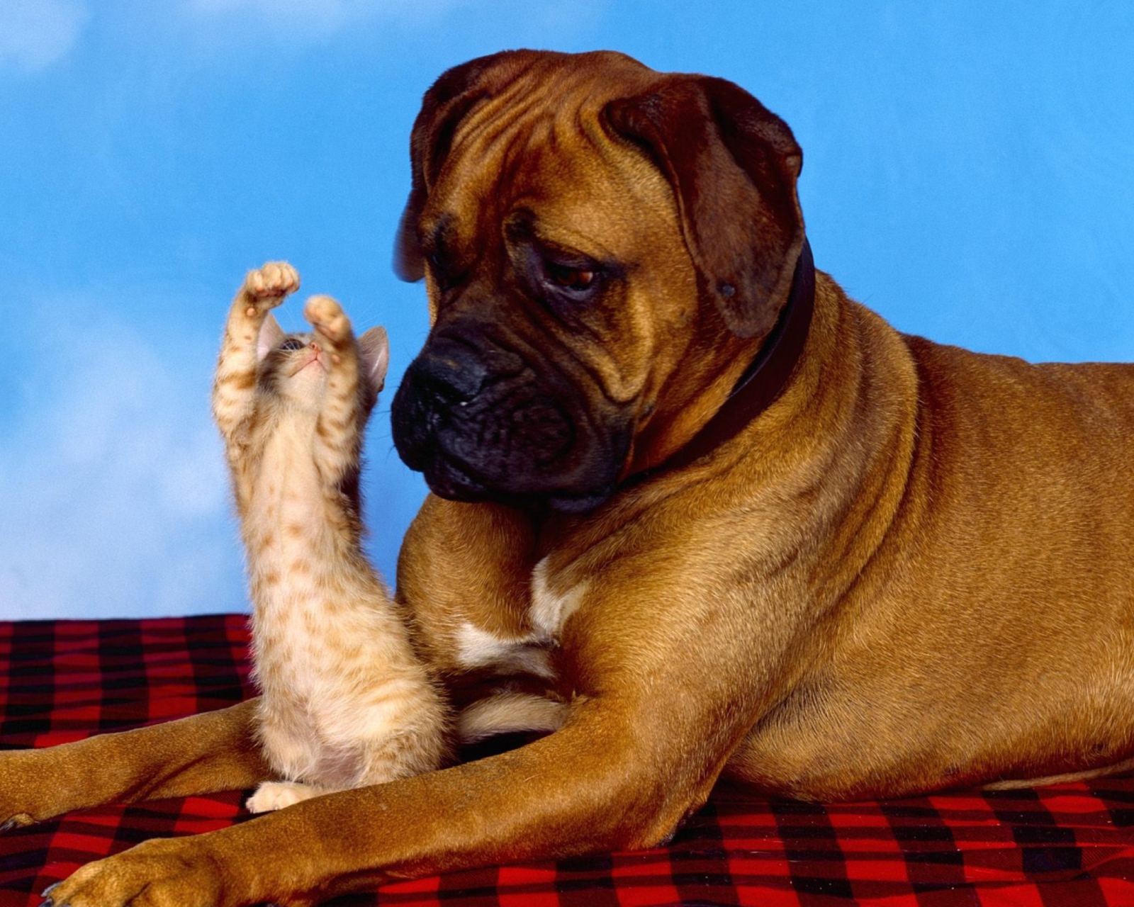 Dog And Cat wallpaper 1600x1280