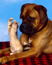 Dog And Cat wallpaper 176x220