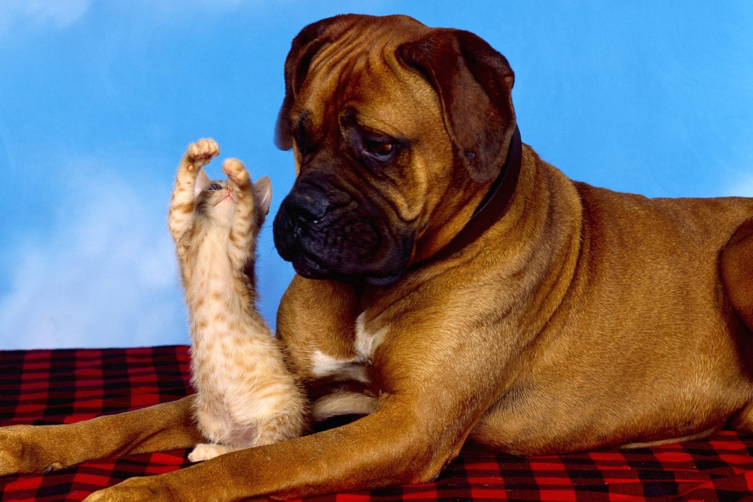 Dog And Cat wallpaper 2880x1920
